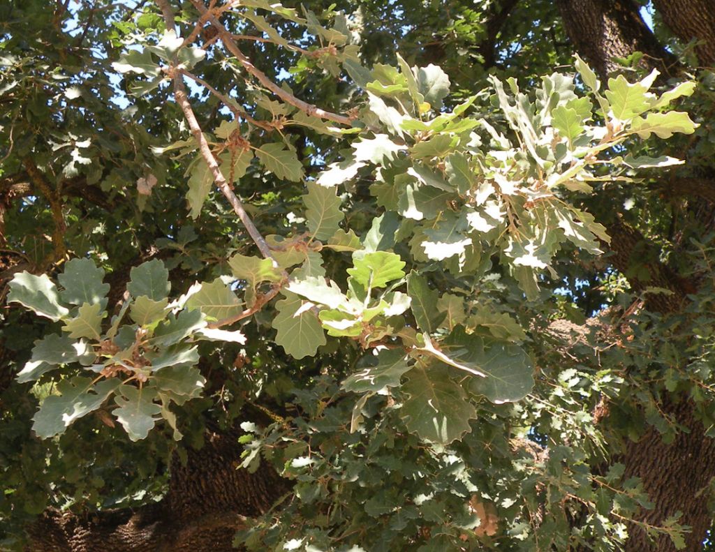 La quercia di Olimpia
